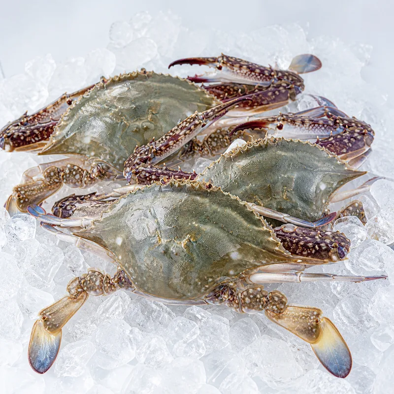 산들에담다 서해안 활 숫꽃게, 대, 1kg, 2-4미, 1개