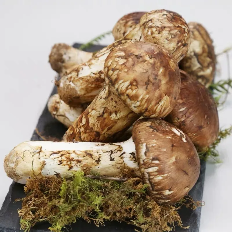 자연산 송이버섯, 2품, 모임용, 500g, 1박스