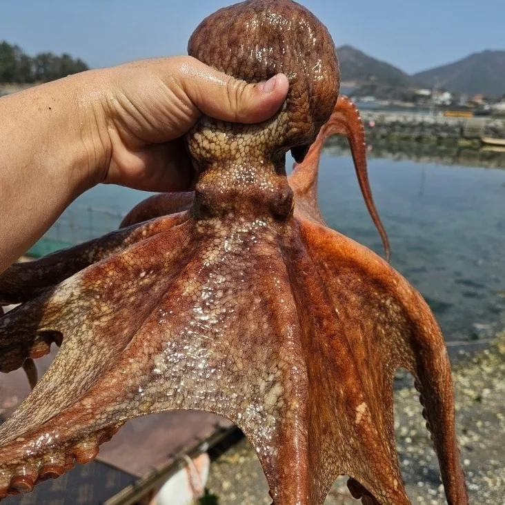 국내산 여수 생물 돌문어, 1kg, 1-3미, 1개