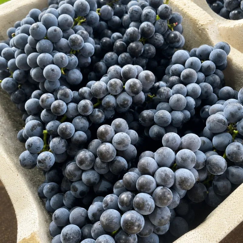 탐나유 캠벨포도, 3kg, 1개
