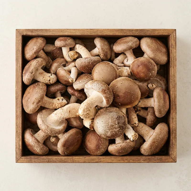 신선한아침 송화버섯, 중, 600g, 1개
