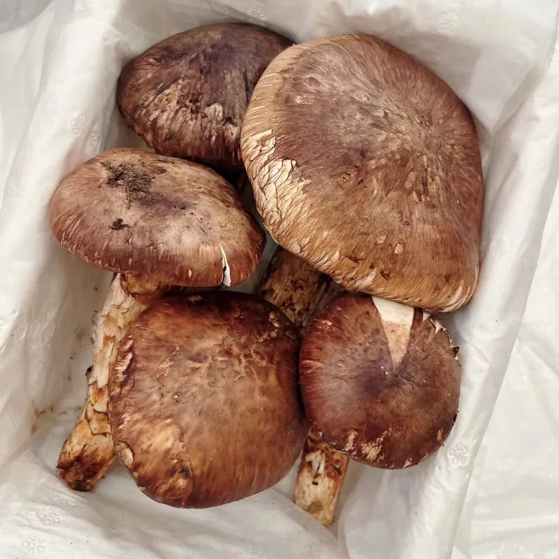 자연산 송이버섯, 가정용, 500g, 1박스