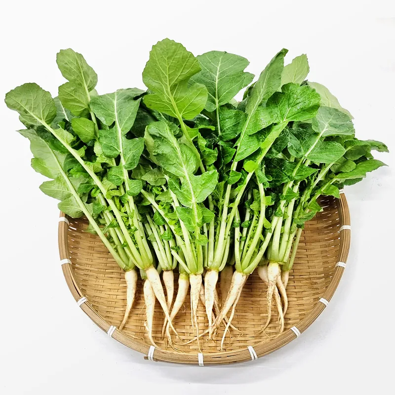 사계절청년농부 포천 열무 1.5kg + 얼갈이 0.5kg 세트, 1개