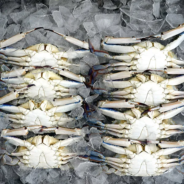 서해안 생물 가을꽃게, 7-9미, 2kg, 1개