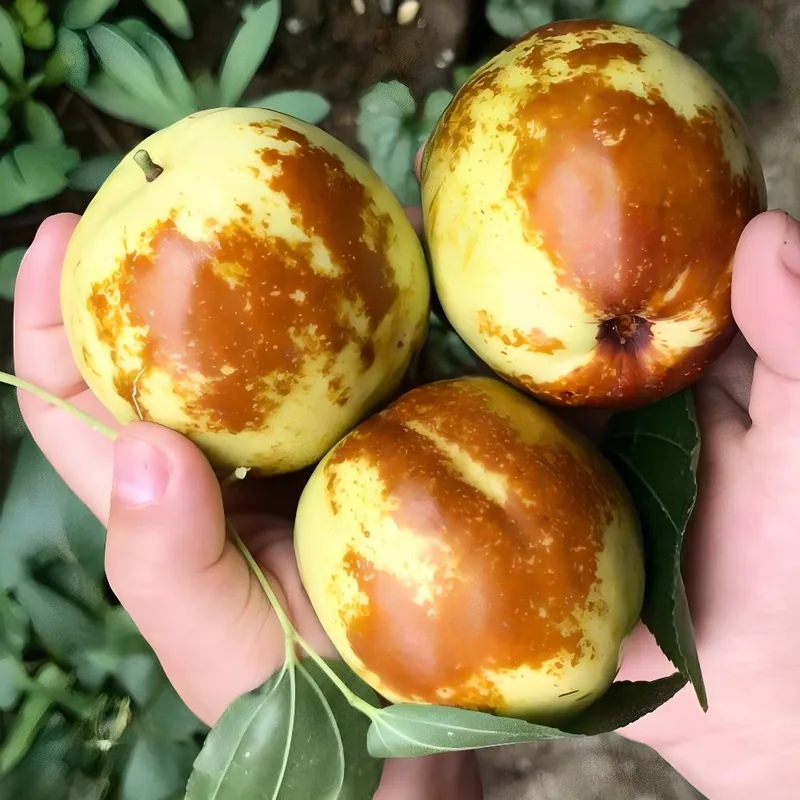 탐나유 사과대추, 국내산, 1kg, 1개
