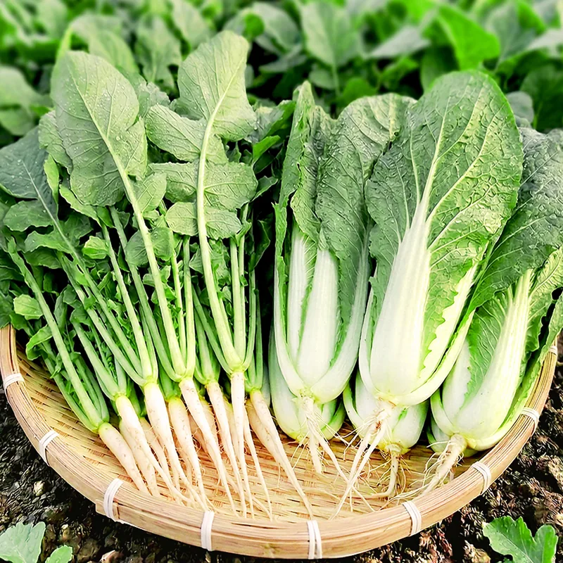 사계절청년농부 포천 열무 + 얼갈이 세트, 4kg, 1개