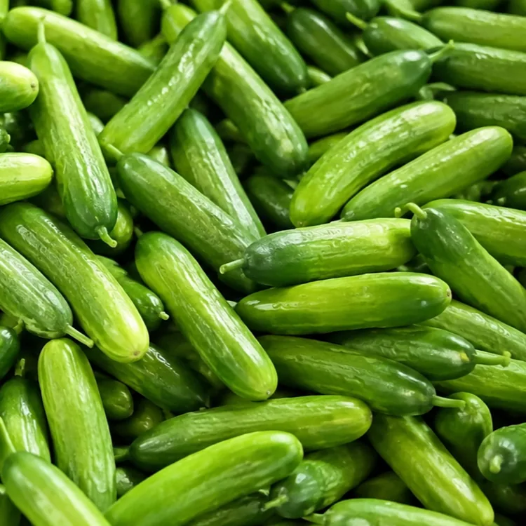 더팜 솔루션 미니 오이, 2kg, 1박스